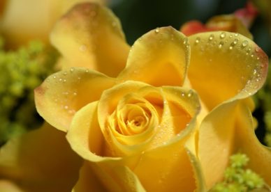 وردة صفراء مع قطرات الندى - صور ورد وزهور Rose Flower images